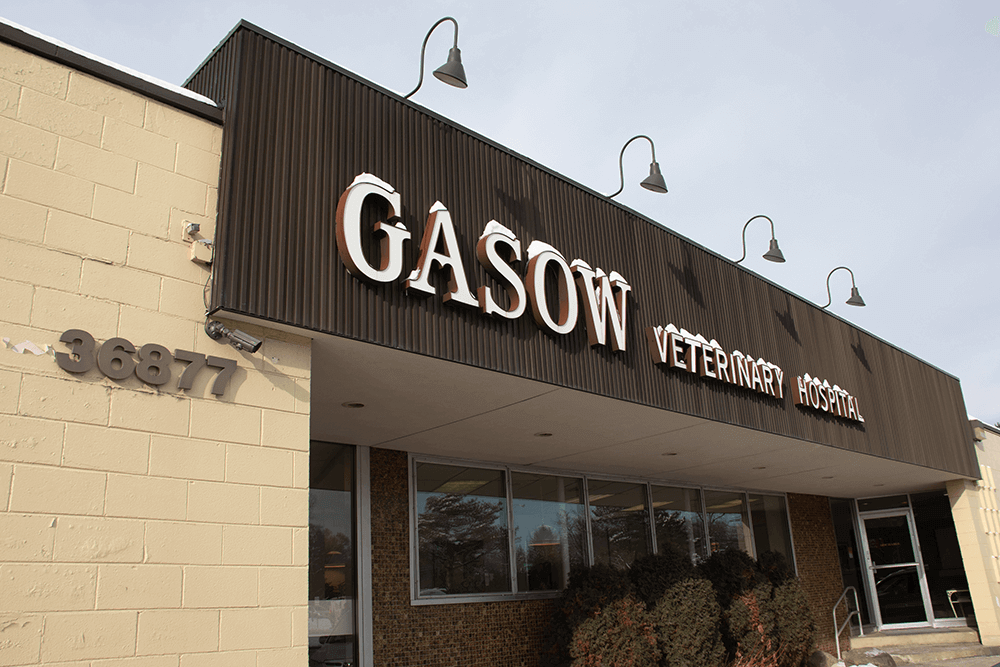 Gasow Tour 08