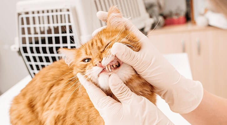 cat having dental exam