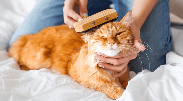Grooming Grooming