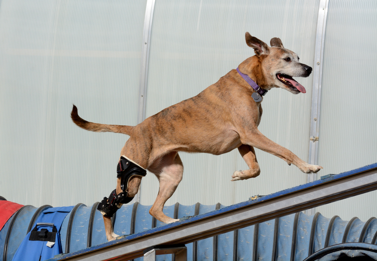 Older mixed breed boxer dog with orthotic device running up a dog walk plank