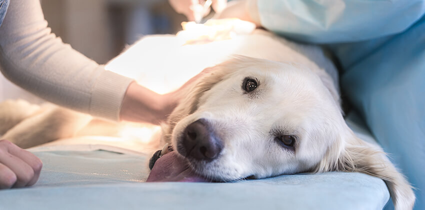 Electrocardiography Laparoscopic Surgery for Pets